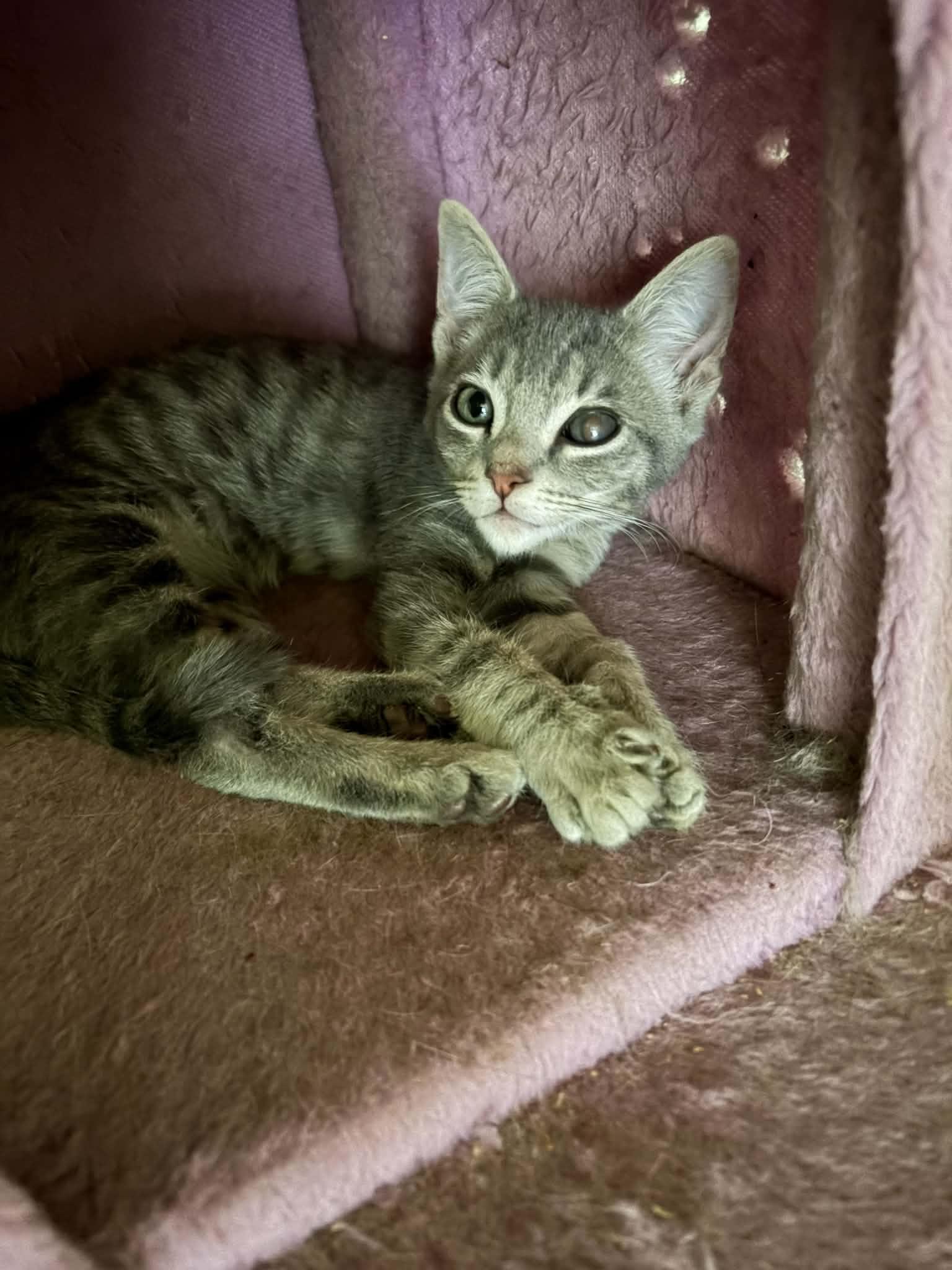 Belvedere, a ADOPTABLE Tabby in Tehachapi, CA image 2/2