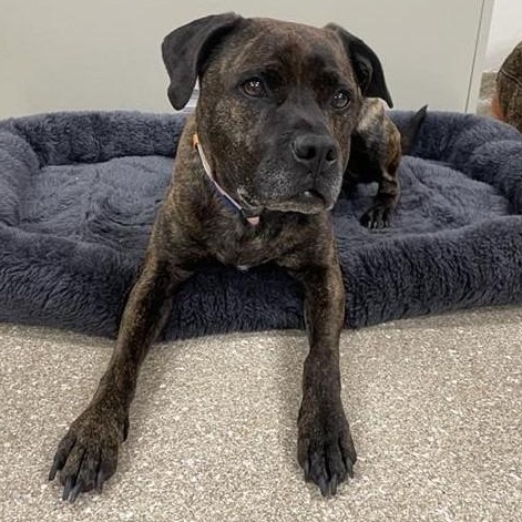 Enlarge Mack, a ADOPTABLE Pit Bull Terrier in Prince Frederick, MD image 2/6