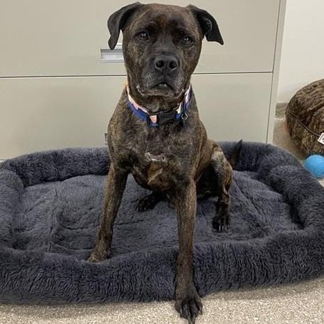 Enlarge Mack, a ADOPTABLE Pit Bull Terrier in Prince Frederick, MD image 3/6