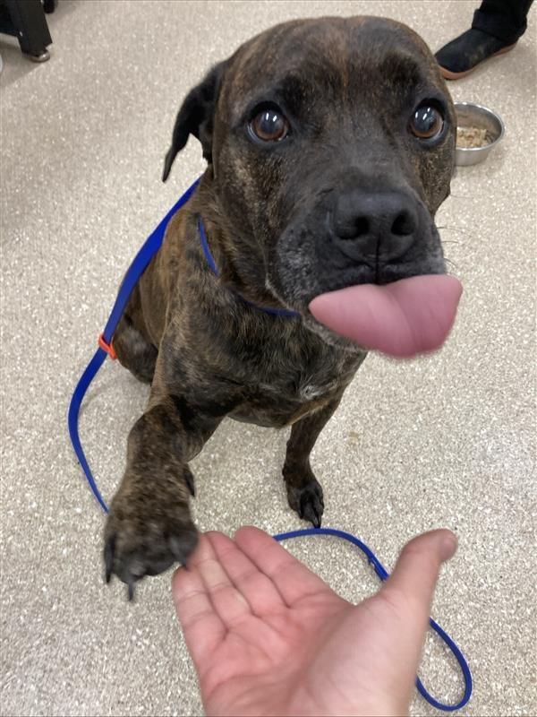 Enlarge Mack, a ADOPTABLE Pit Bull Terrier in Prince Frederick, MD image 6/6