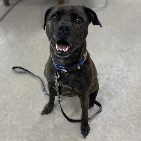 Enlarge Mack, a ADOPTABLE Pit Bull Terrier in Prince Frederick, MD image 4/6