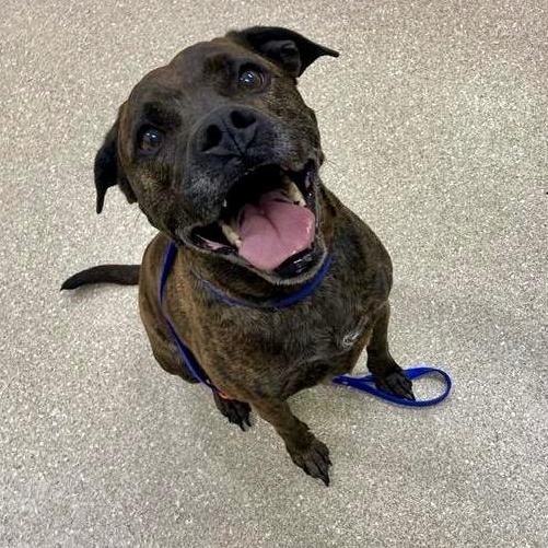 Enlarge Mack, a ADOPTABLE Pit Bull Terrier in Prince Frederick, MD image 5/6