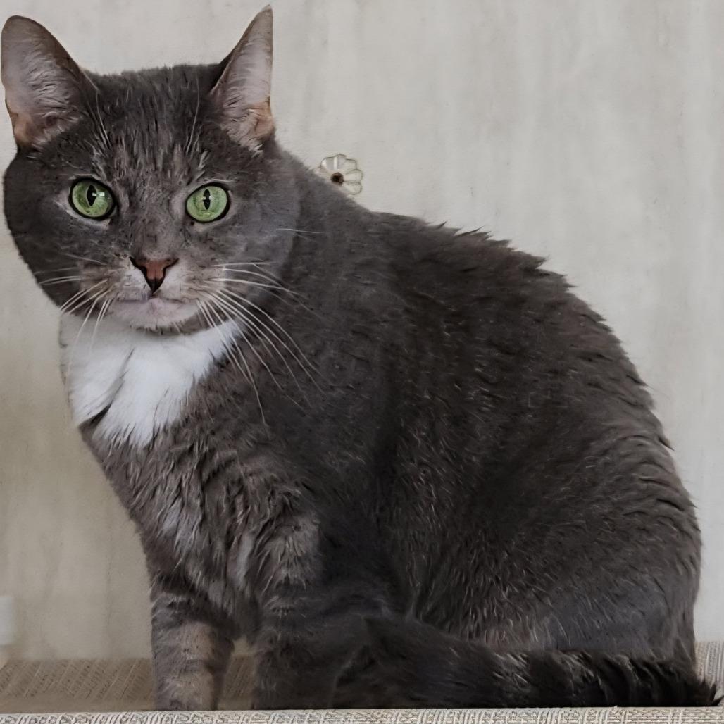 Enlarge Fritzi, a Adoptable Domestic Short Hair in Berkeley Springs, WV image 1/2