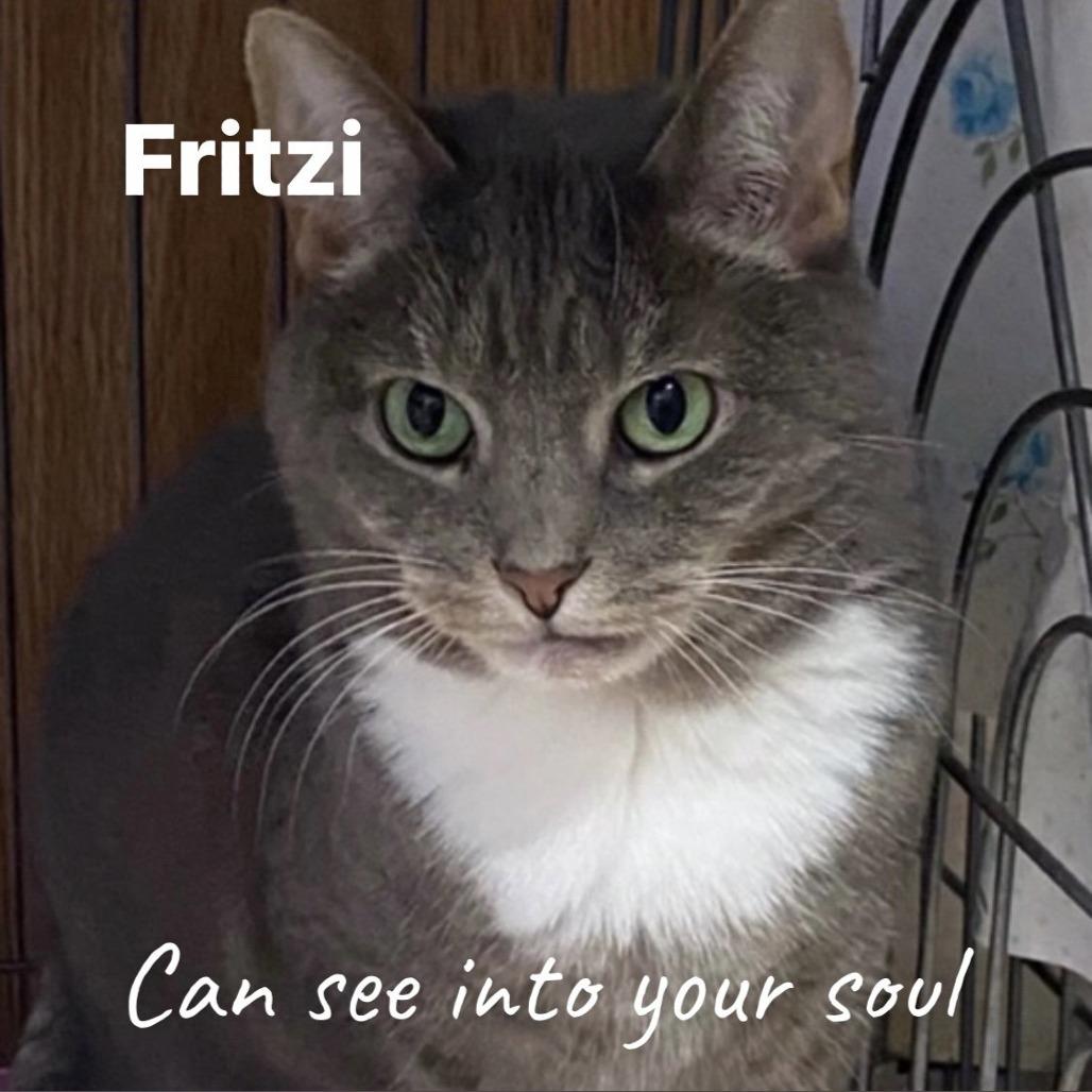 Enlarge Fritzi, a Adoptable Domestic Short Hair in Berkeley Springs, WV image 2/2