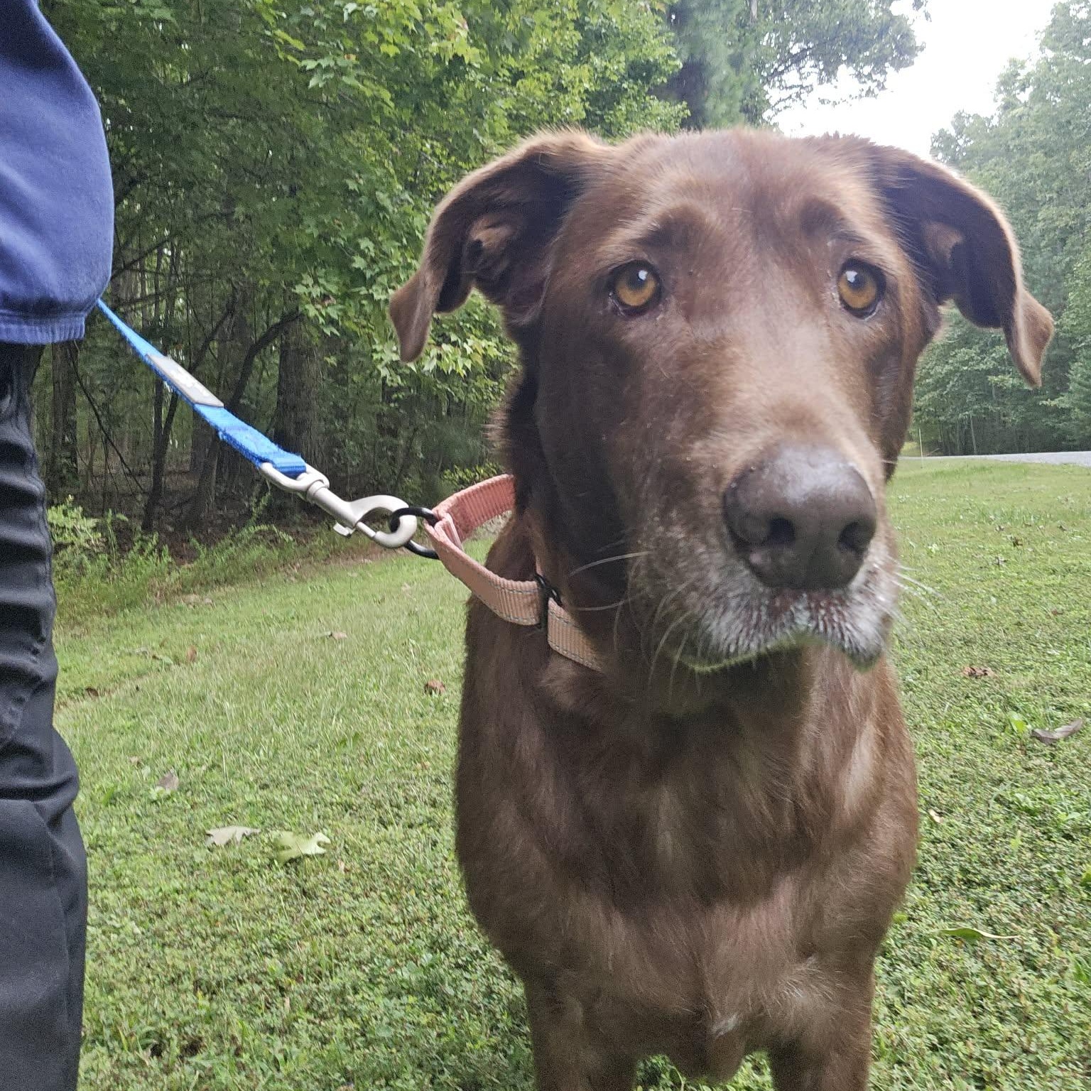 Enlarge Honey, a Adoptable Labrador Retriever in Orange, VA image 4/6