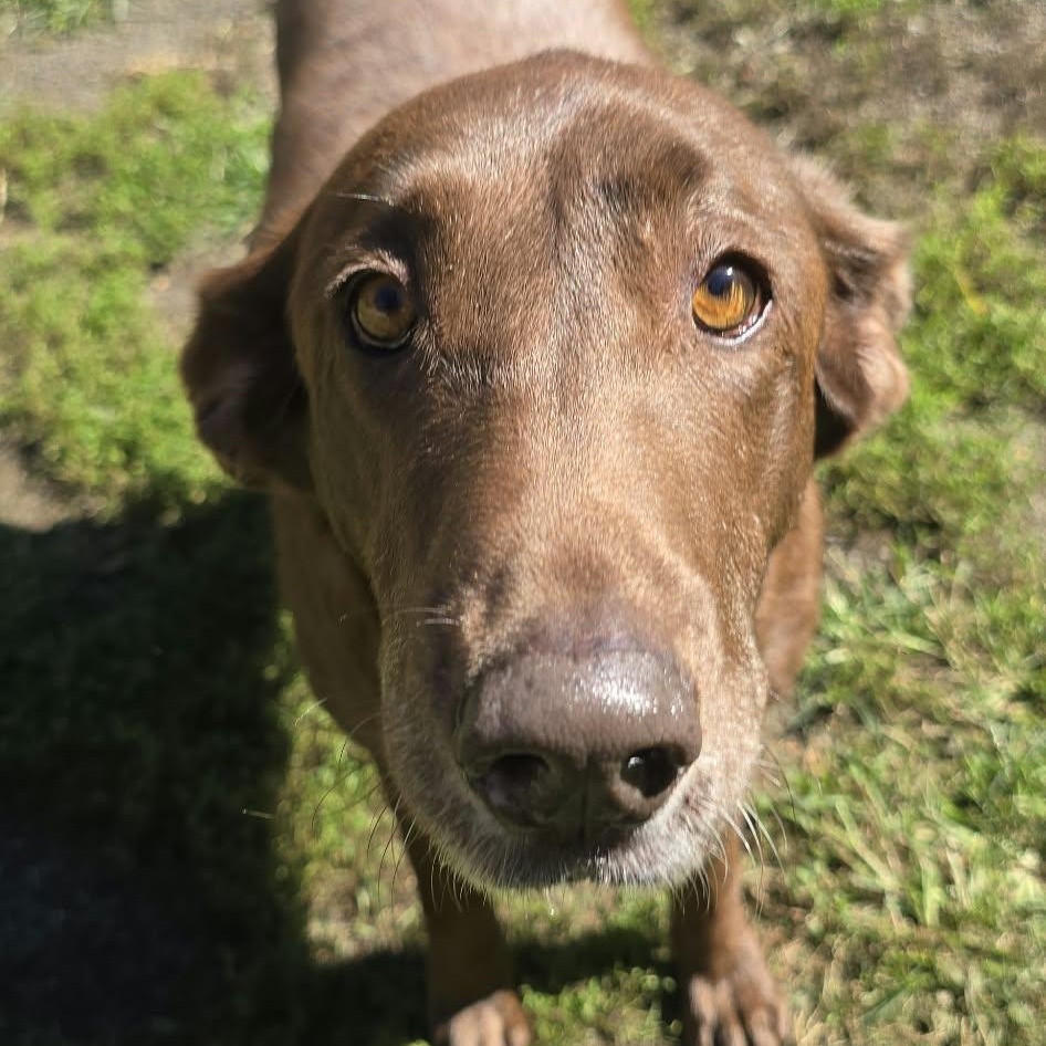 Enlarge Honey, a Adoptable Labrador Retriever in Orange, VA image 2/6