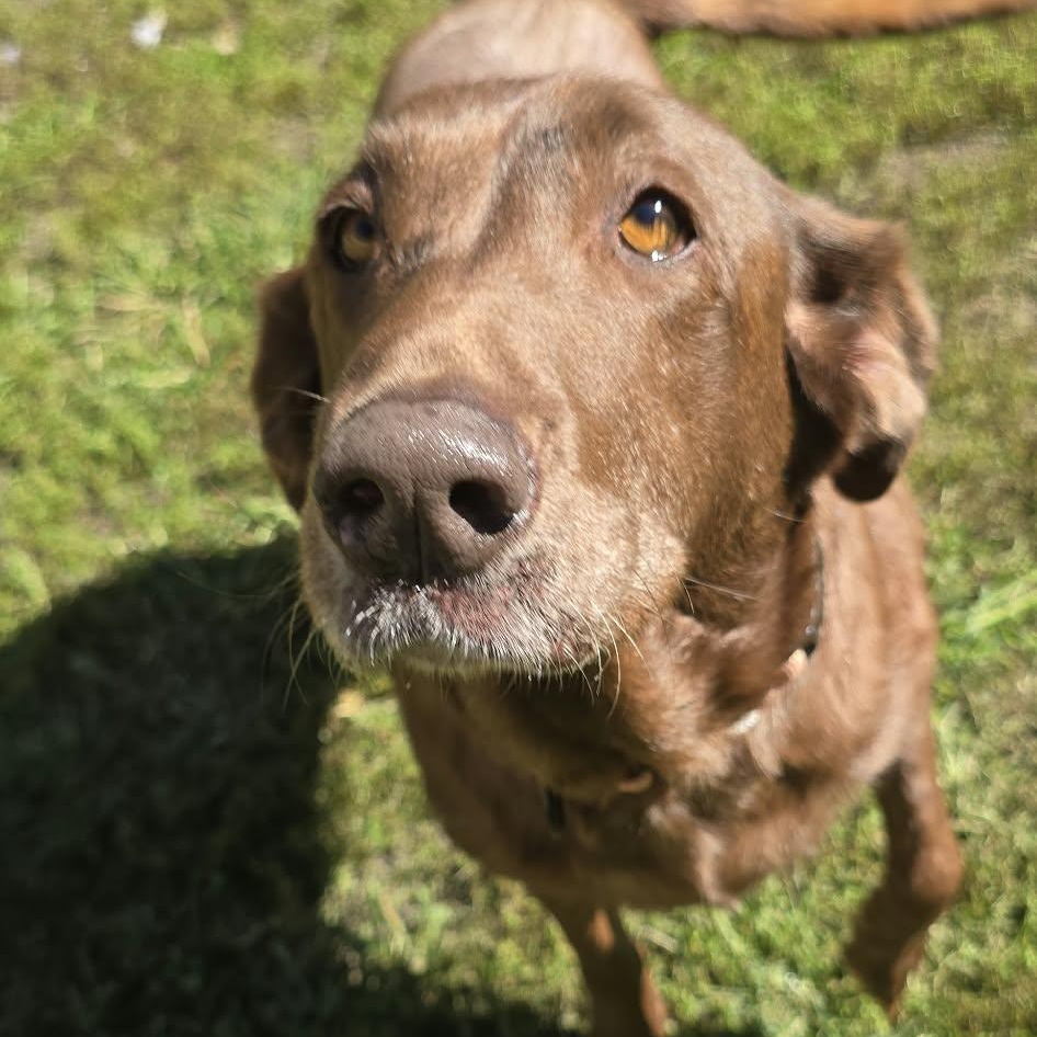Enlarge Honey, a Adoptable Labrador Retriever in Orange, VA image 6/6