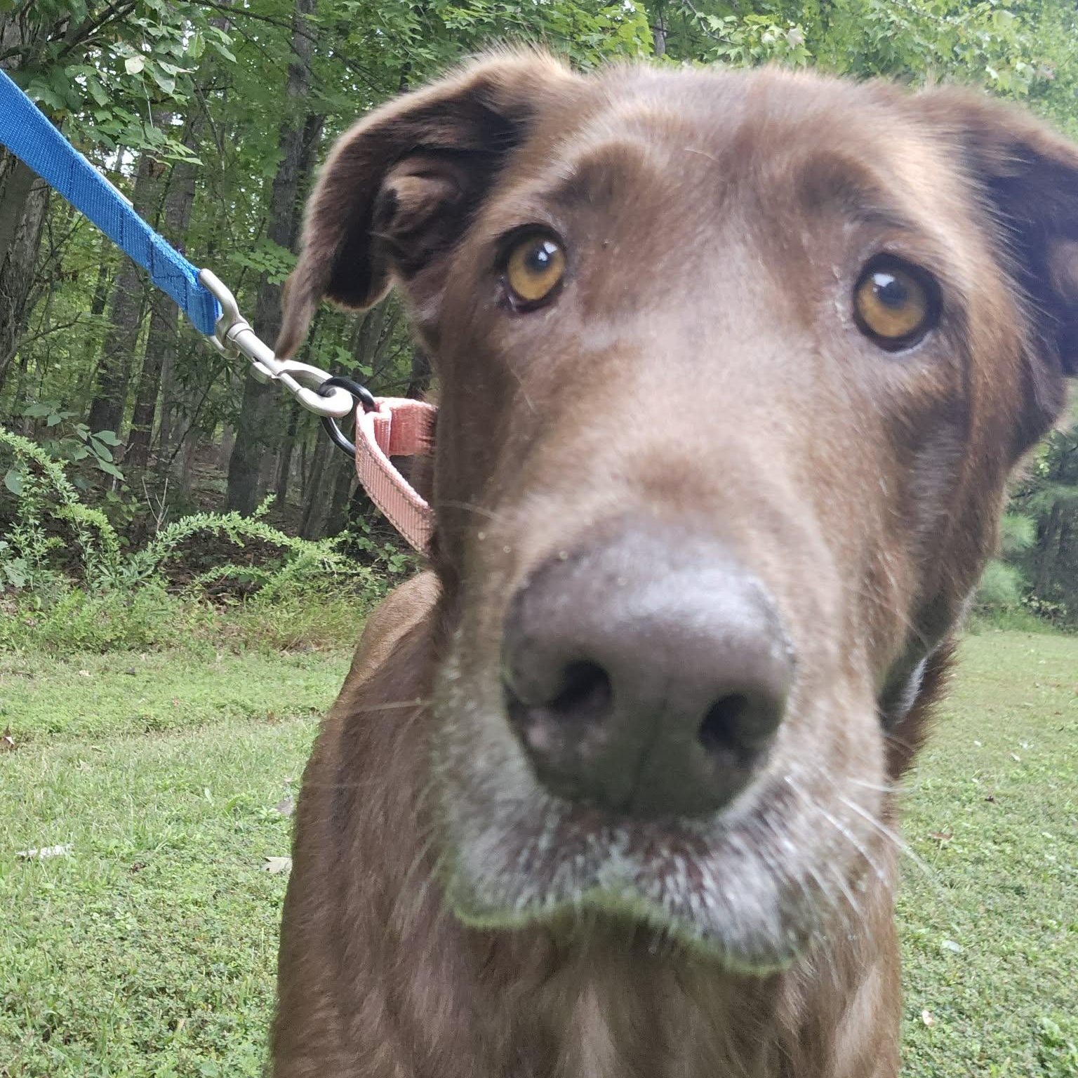 Enlarge Honey, a Adoptable Labrador Retriever in Orange, VA image 3/6
