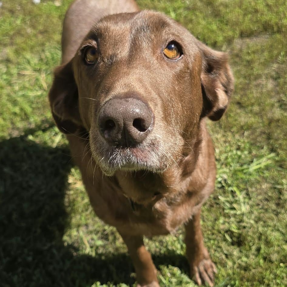 Enlarge Honey, a Adoptable Labrador Retriever in Orange, VA image 1/6