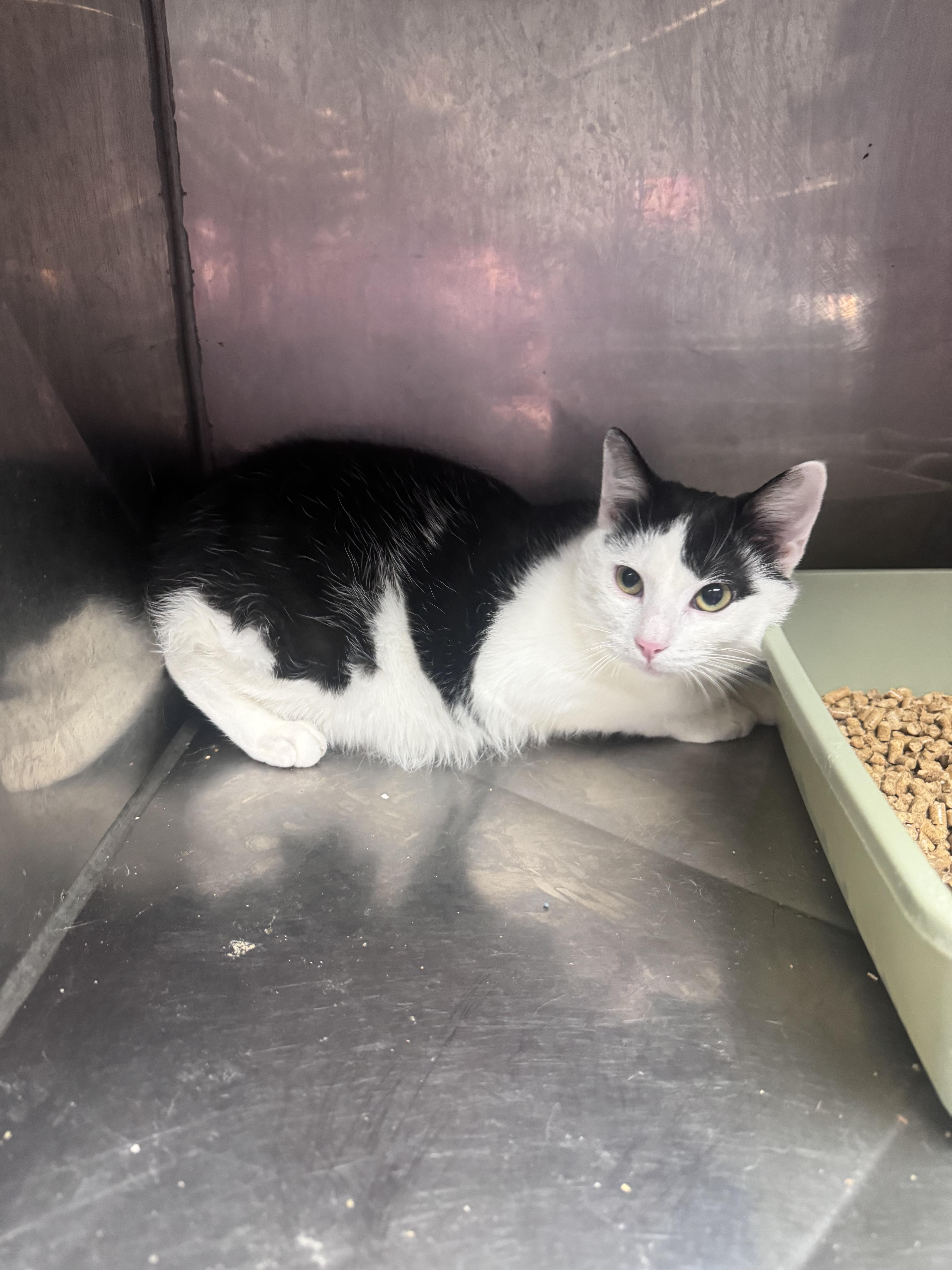 Josie, a ADOPTABLE Domestic Short Hair in Elizabethtown, NC image 1/2