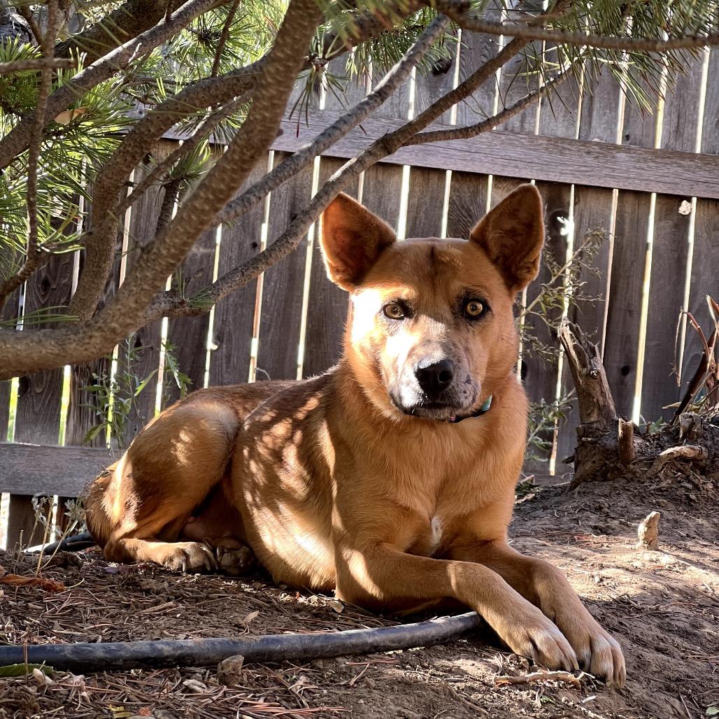 Enlarge Alexa, a ADOPTABLE mixed breed in Fort Collins, CO image 1/2