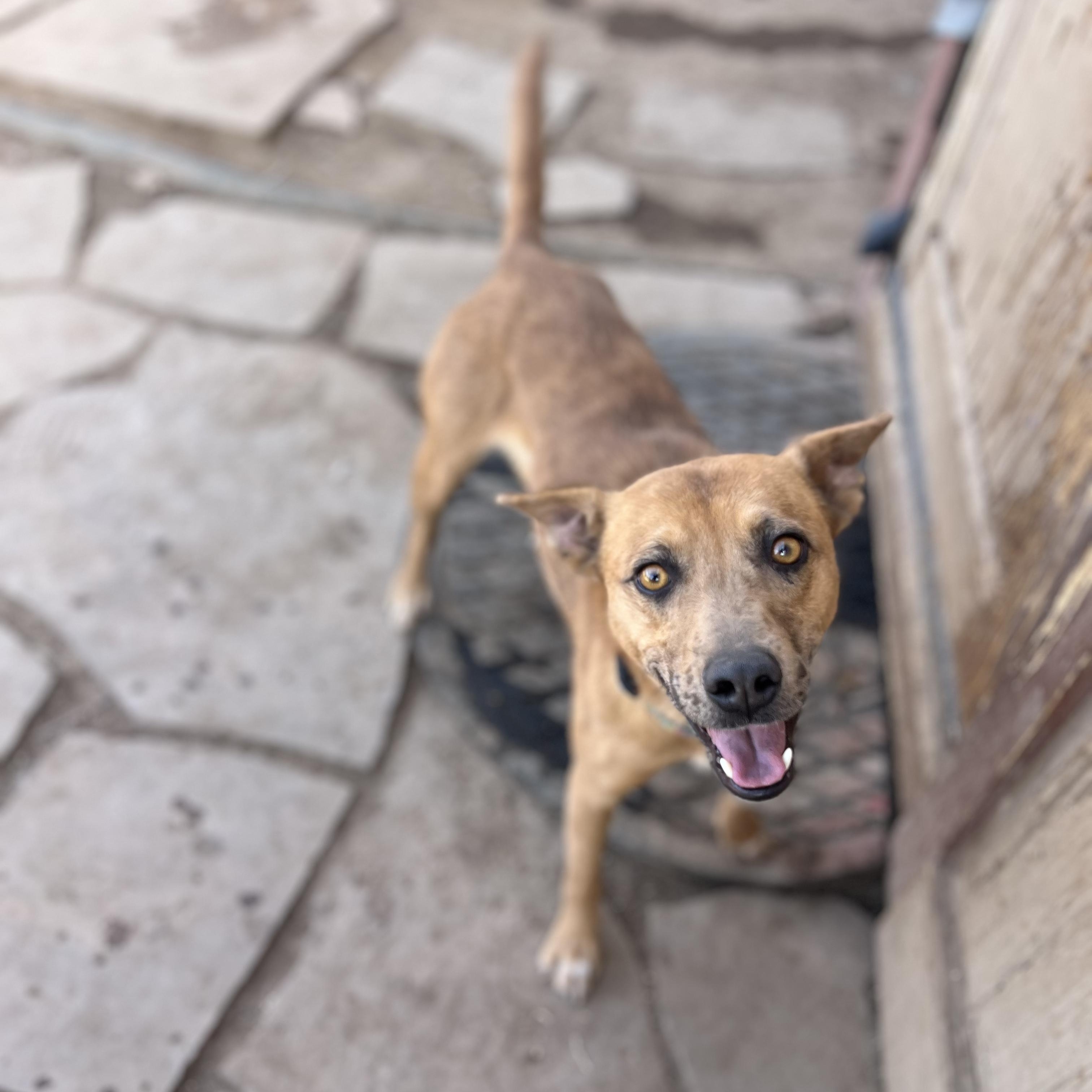 Enlarge Alexa, a ADOPTABLE mixed breed in Fort Collins, CO image 1/5