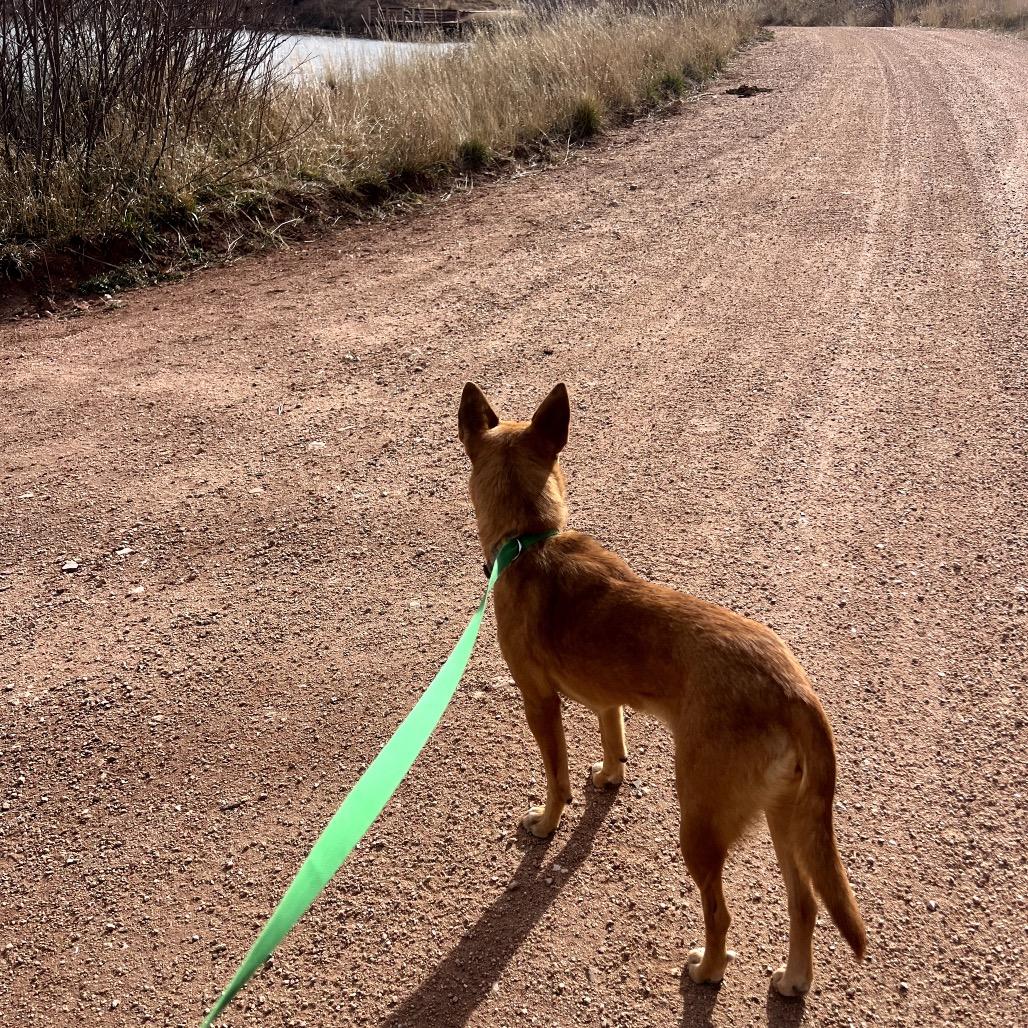 Enlarge Alexa, a ADOPTABLE mixed breed in Fort Collins, CO image 2/2