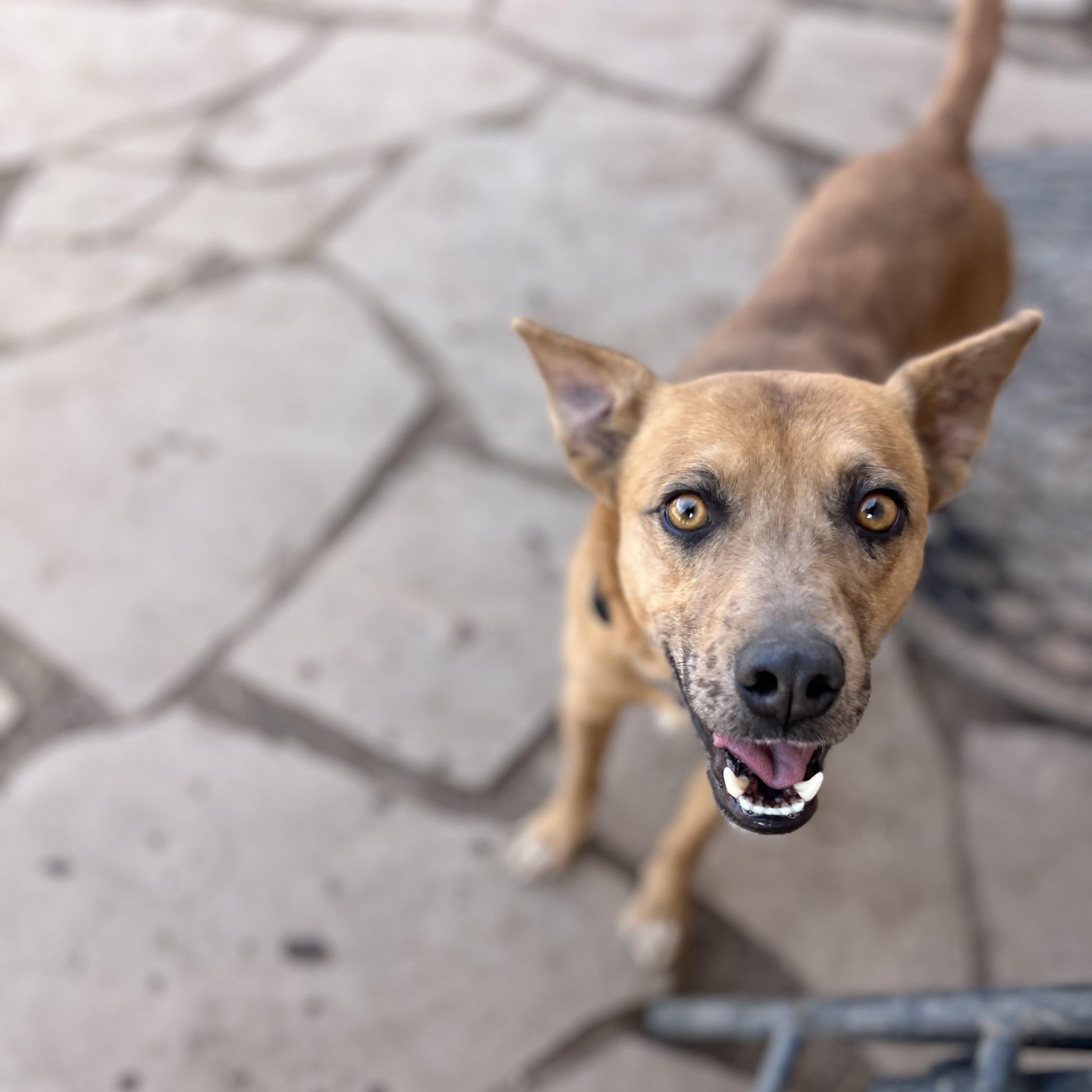 Enlarge Alexa, a ADOPTABLE mixed breed in Fort Collins, CO image 5/5
