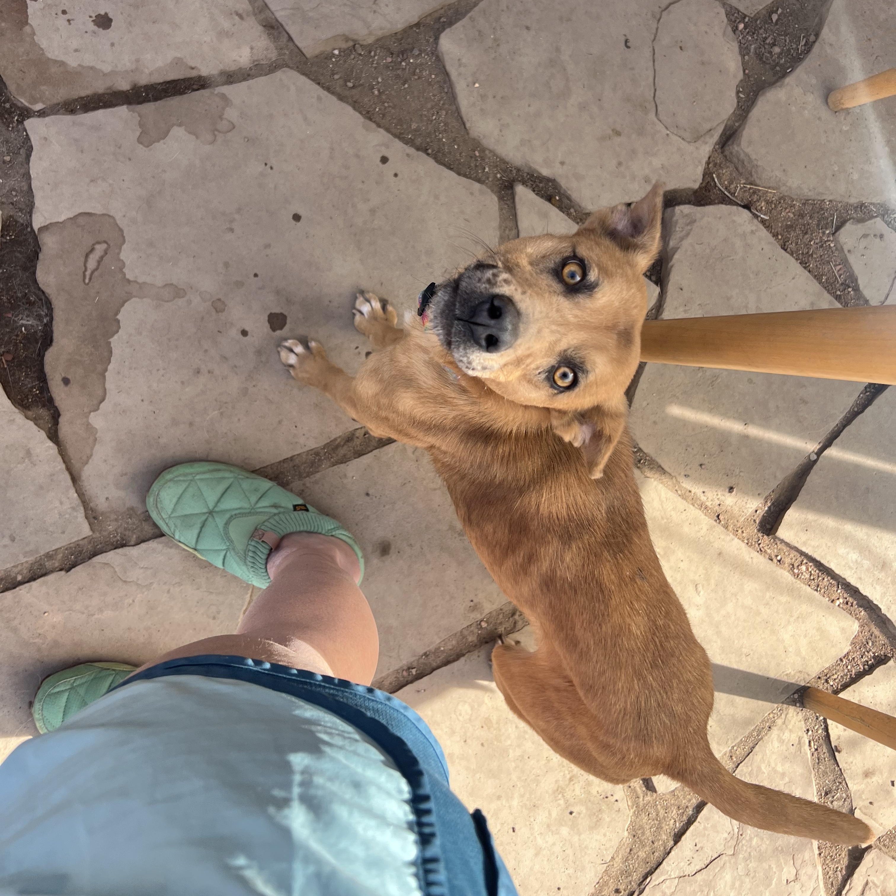 Enlarge Alexa, a ADOPTABLE mixed breed in Fort Collins, CO image 4/5