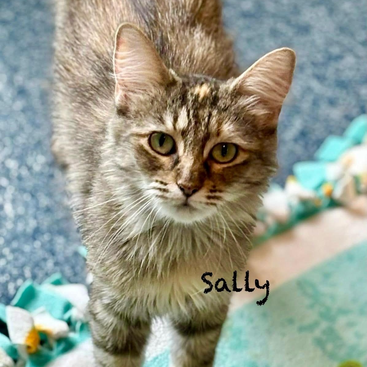 Enlarge Surrogate Sally, a Adoptable mixed breed in Palatine, IL image 3/6