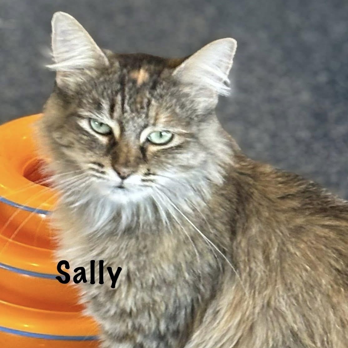Surrogate Sally, Adoptable, Adult Female Dilute Tortoiseshell & Domestic Long Hair.