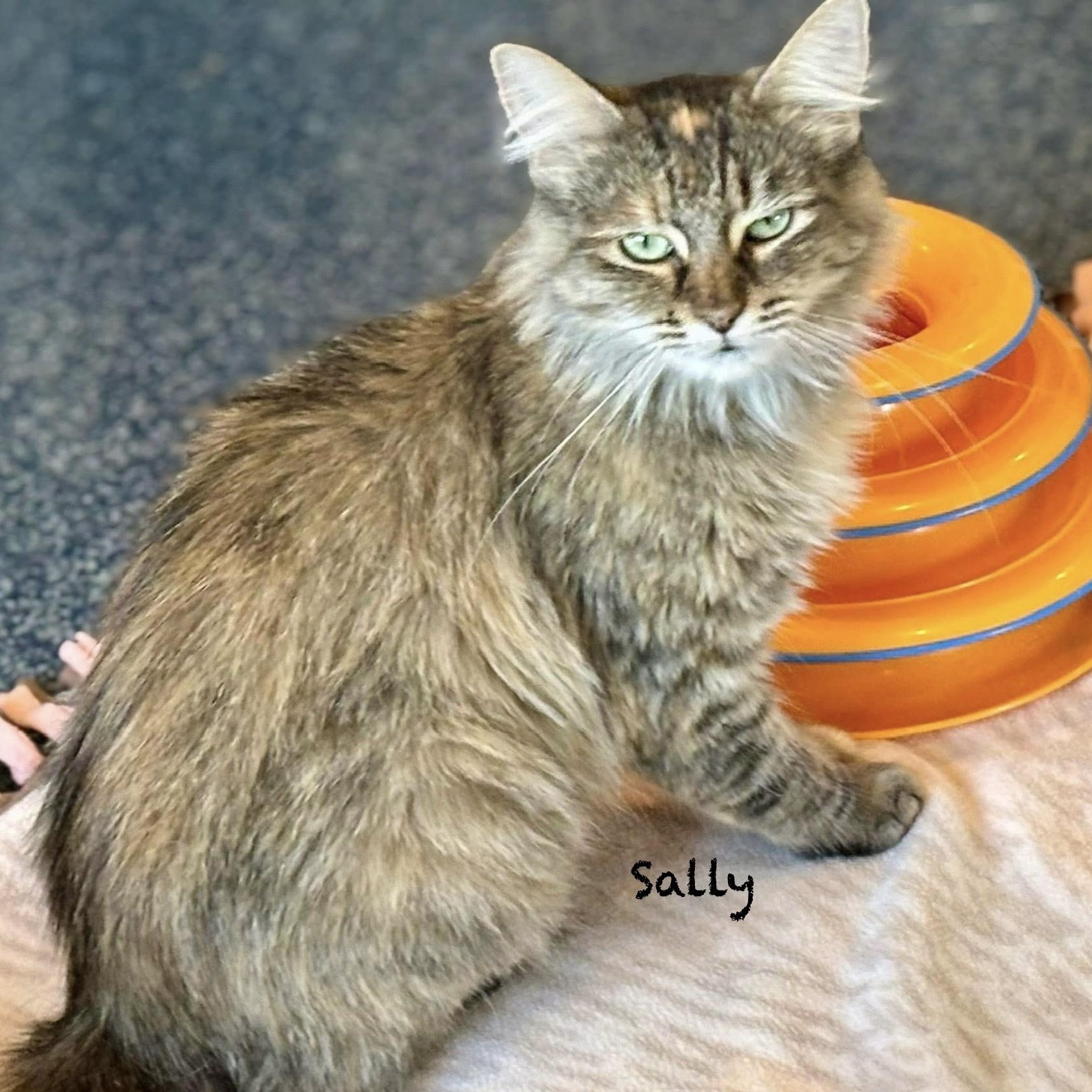 Enlarge Surrogate Sally, a Adoptable mixed breed in Palatine, IL image 2/6