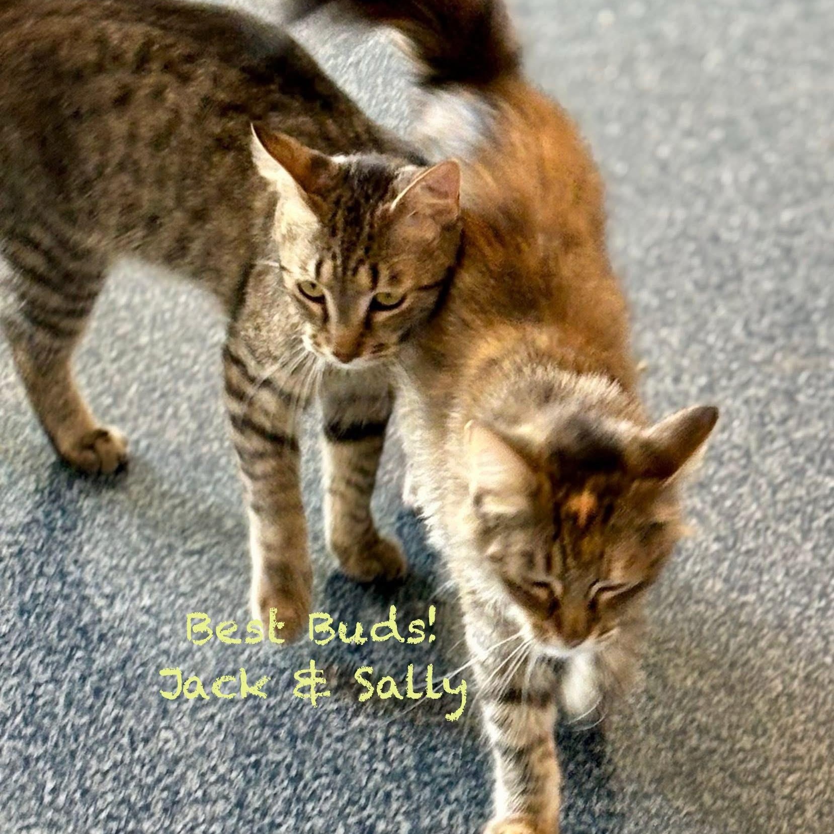 Enlarge Surrogate Sally, a Adoptable mixed breed in Palatine, IL image 4/6