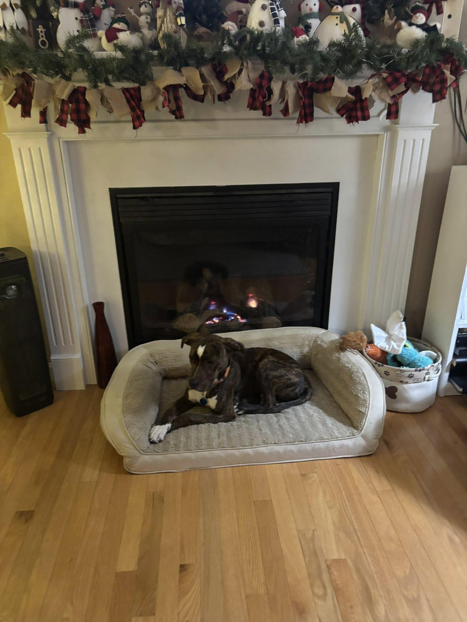 Brutus *HERE IN NH*, Adoptable, Puppy Male Mixed Breed.