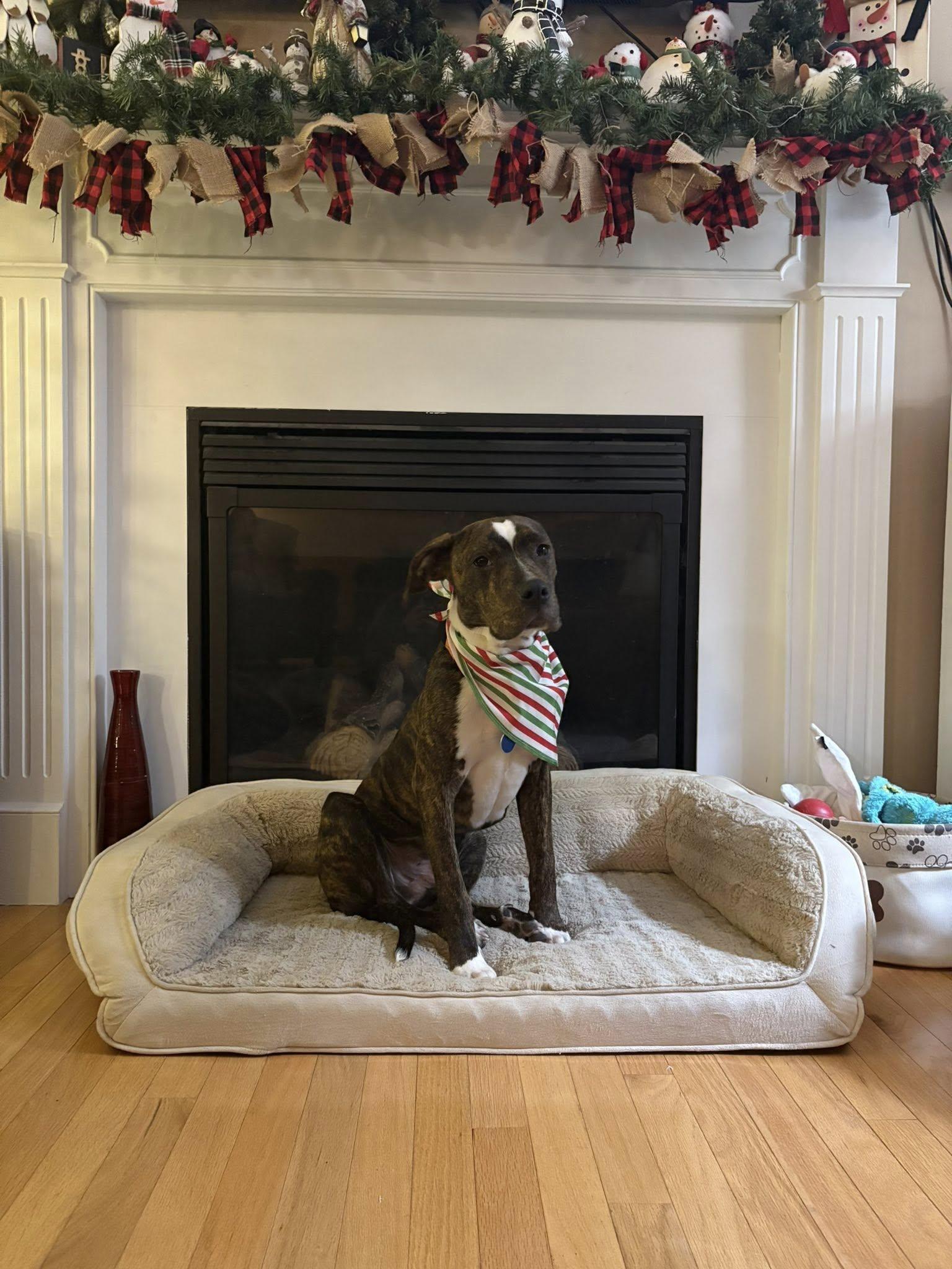 Brutus *HERE IN NH*, a Adoptable Mixed Breed in Northwood, NH image 2/6