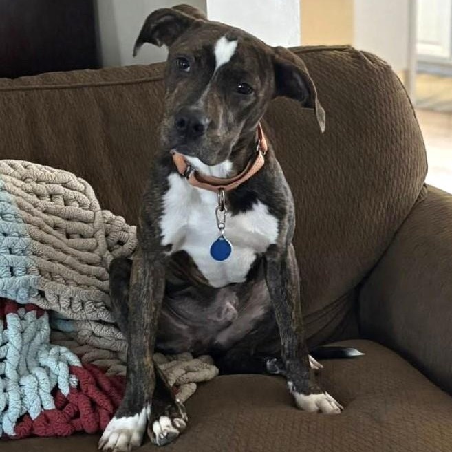 Brutus *HERE IN NH*, a Adoptable Mixed Breed in Northwood, NH image 3/6