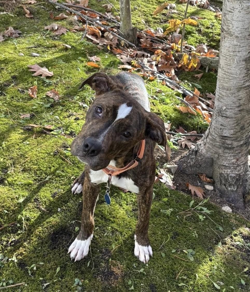 Brutus *HERE IN NH*, a Adoptable Mixed Breed in Northwood, NH image 4/6