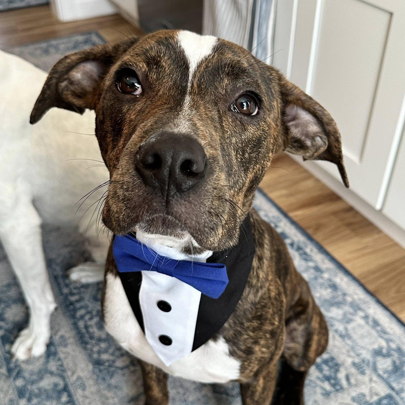 Enlarge Brutus *HERE IN NH*, a Adoptable Mixed Breed in Northwood, NH image 1/6