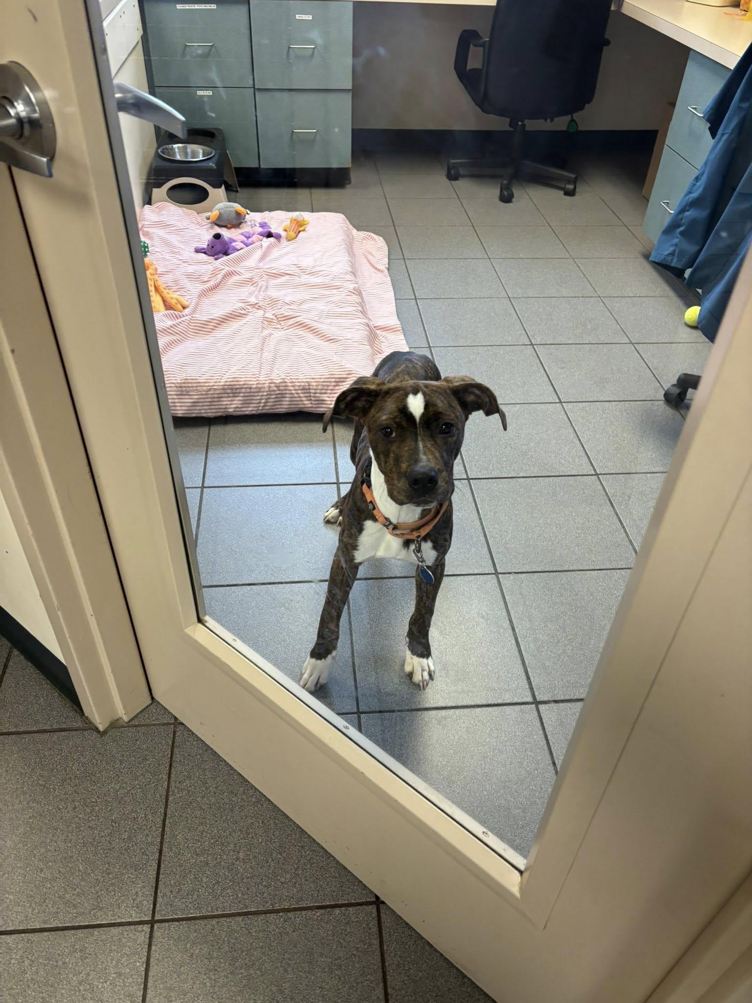 Brutus *HERE IN NH*, a Adoptable Mixed Breed in Northwood, NH image 5/6