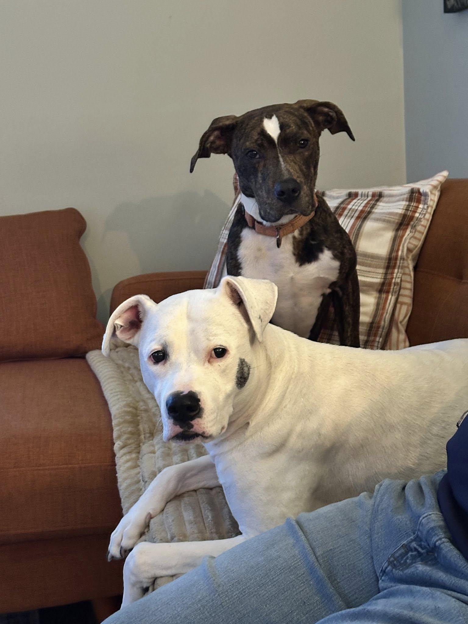 Enlarge Brutus *HERE IN NH*, a Adoptable Mixed Breed in Northwood, NH image 5/6