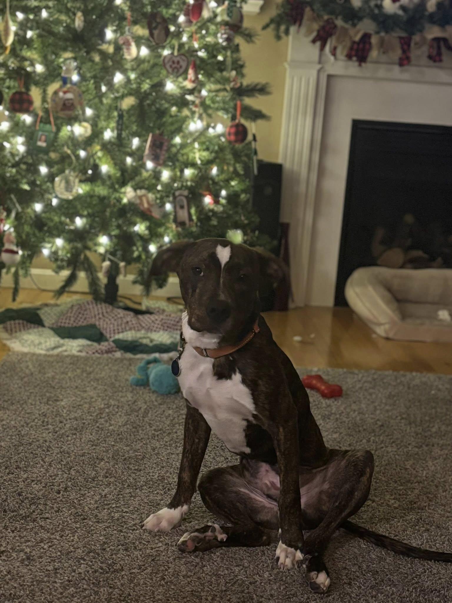 Enlarge Brutus *HERE IN NH*, a Adoptable Mixed Breed in Northwood, NH image 3/6