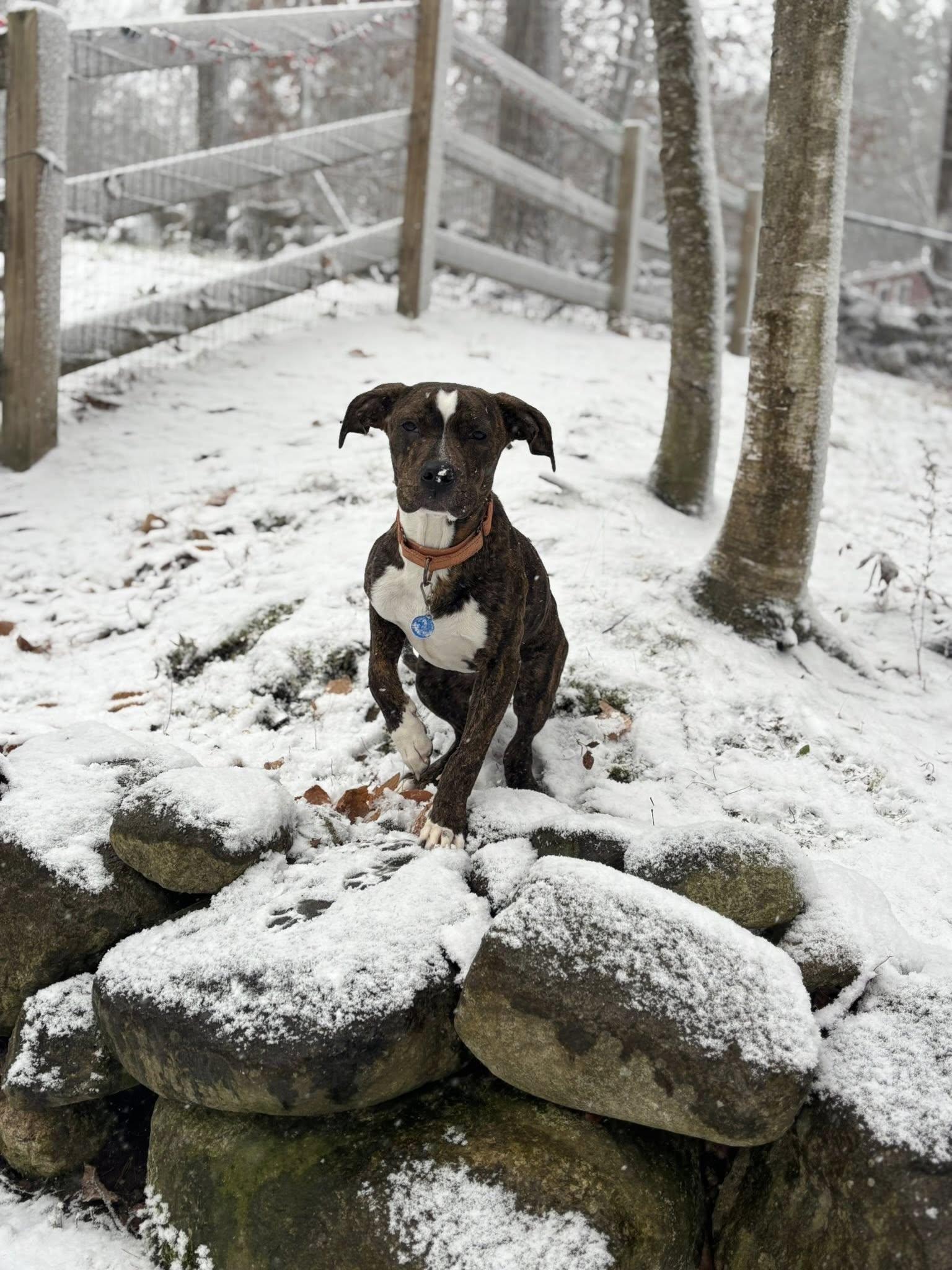 Brutus *HERE IN NH*, a Adoptable Mixed Breed in Northwood, NH image 6/6