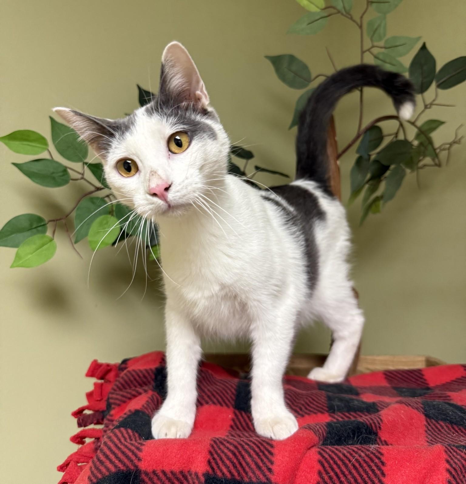 Patches, a Adoptable Domestic Short Hair in Hastings, NE image 3/4