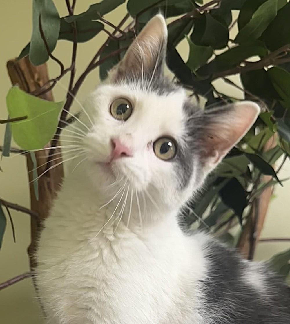 Patches, a Adoptable Domestic Short Hair in Hastings, NE image 4/4