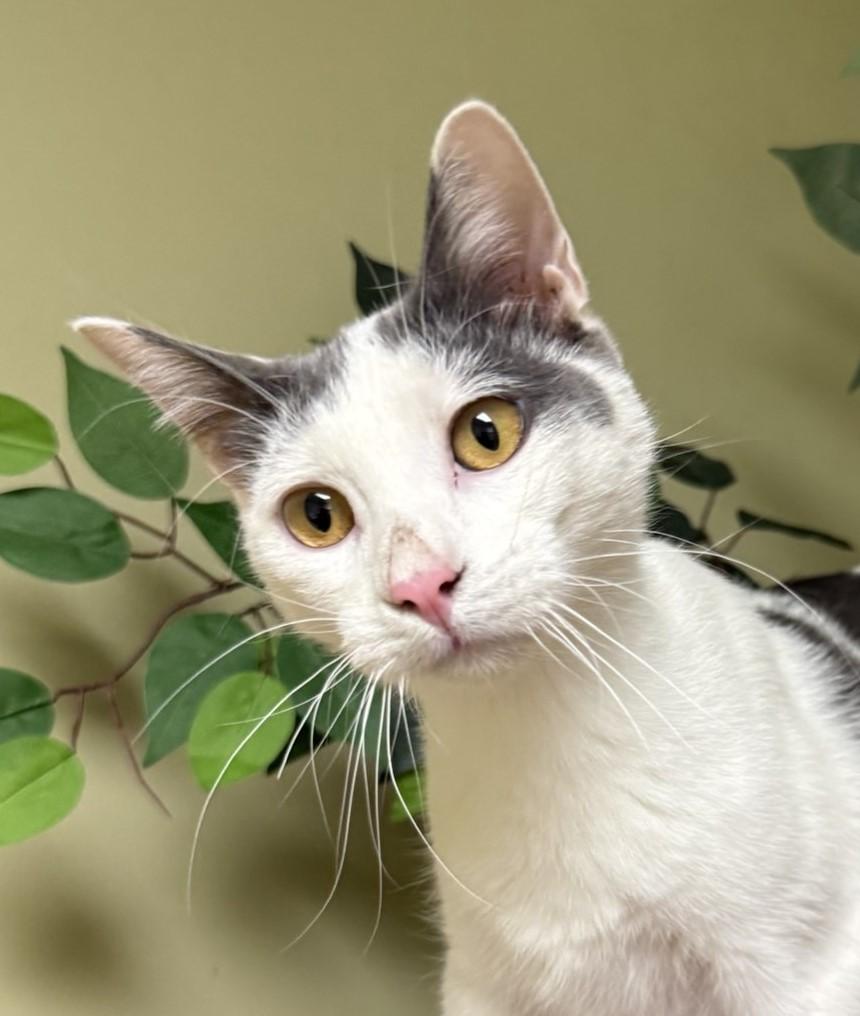 Patches, Adoptable, Kitten Male Domestic Short Hair.