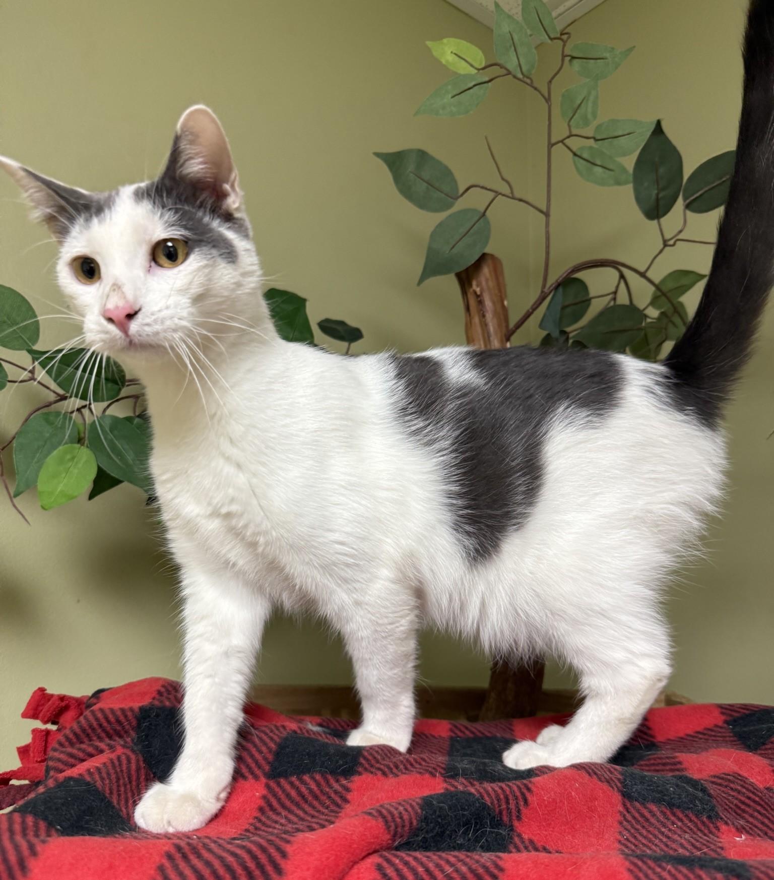 Patches, a Adoptable Domestic Short Hair in Hastings, NE image 2/4