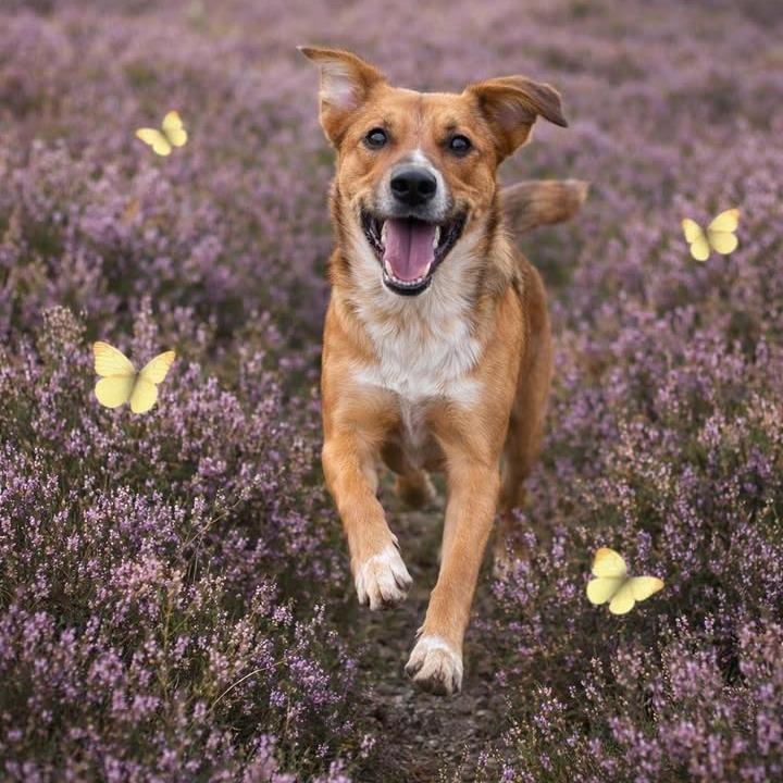 Enlarge Beanie, a Adoptable mixed breed in Tanner, AL image 1/2