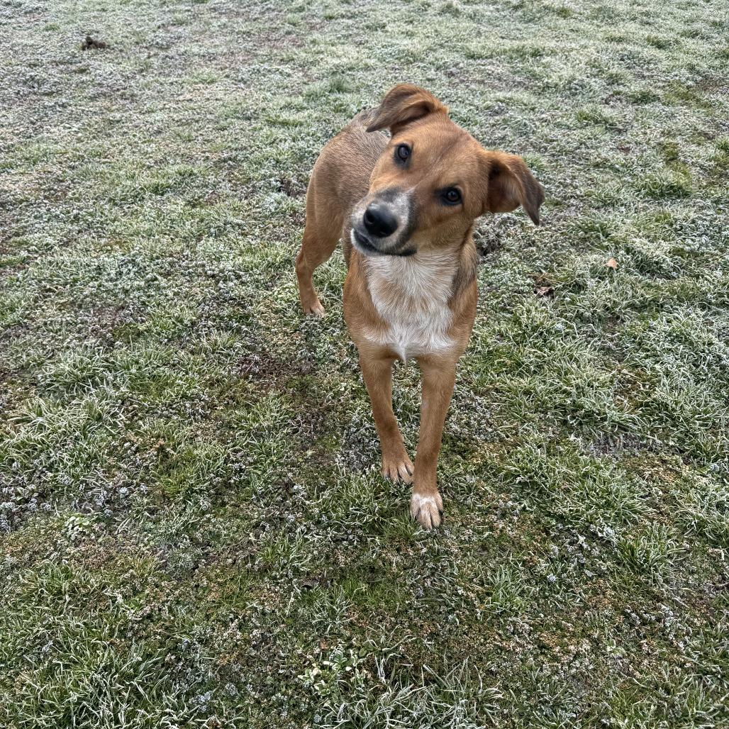 Enlarge Beanie, a Adoptable mixed breed in Tanner, AL image 2/2