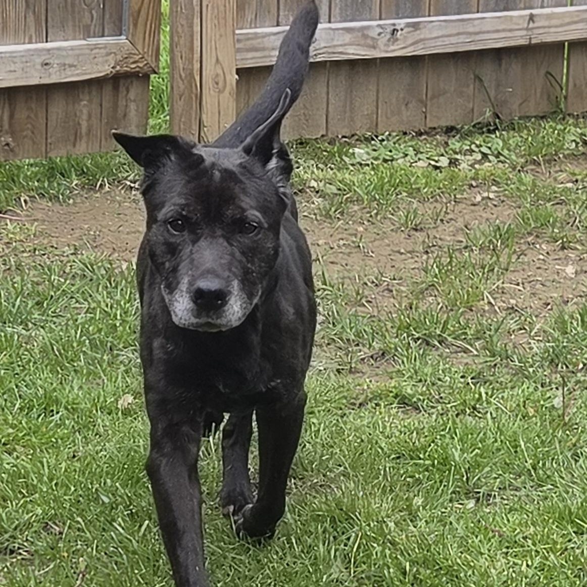 Sparkles, ADOPTABLE, Senior Female Shar-Pei.