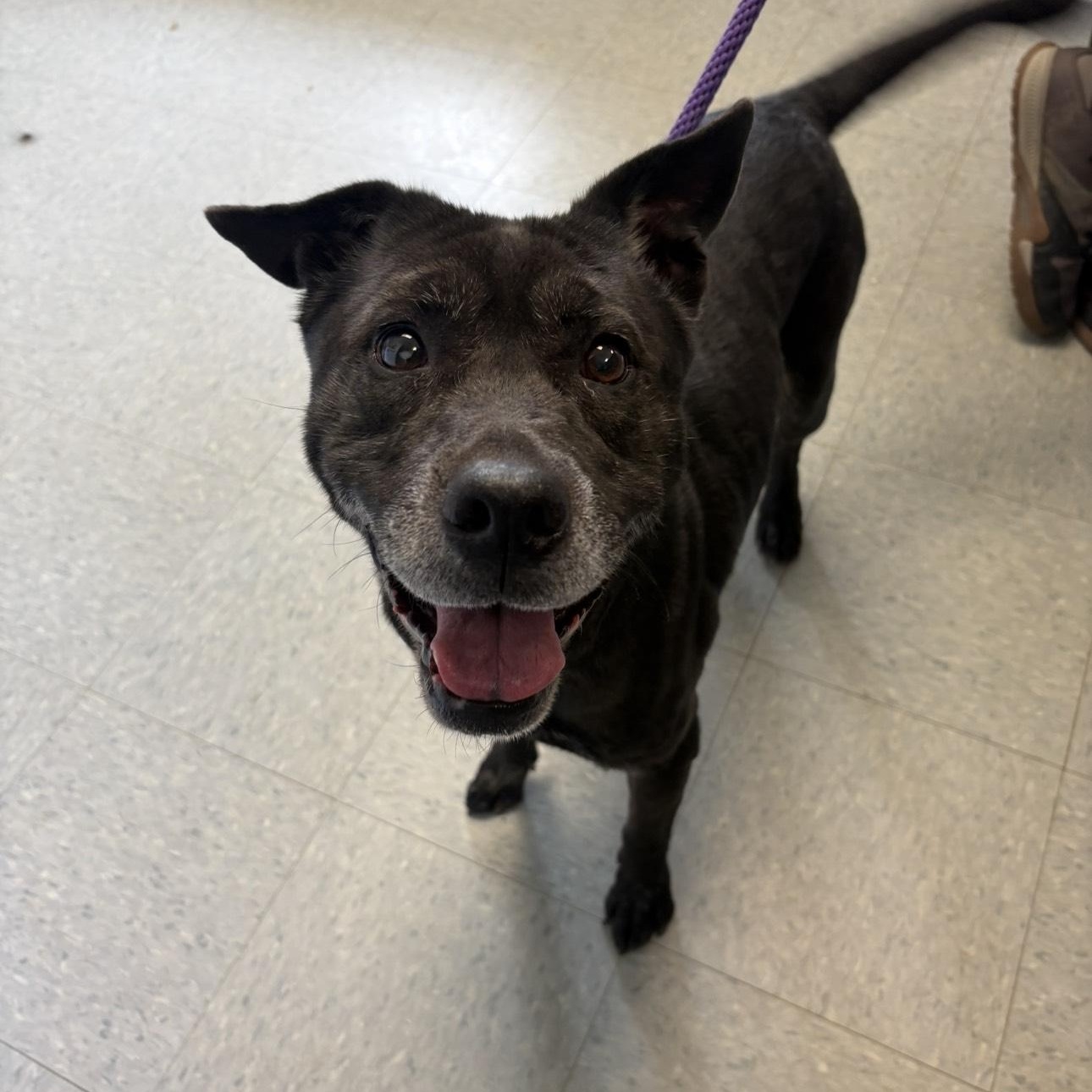 Sparkles, ADOPTABLE, Senior Female Shar-Pei.