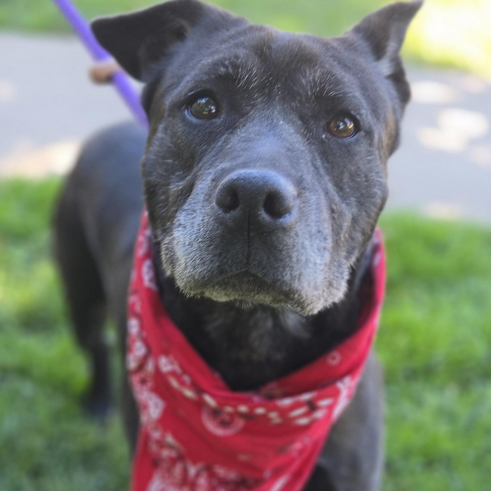 Sparkles, ADOPTABLE, Senior Female Shar-Pei.