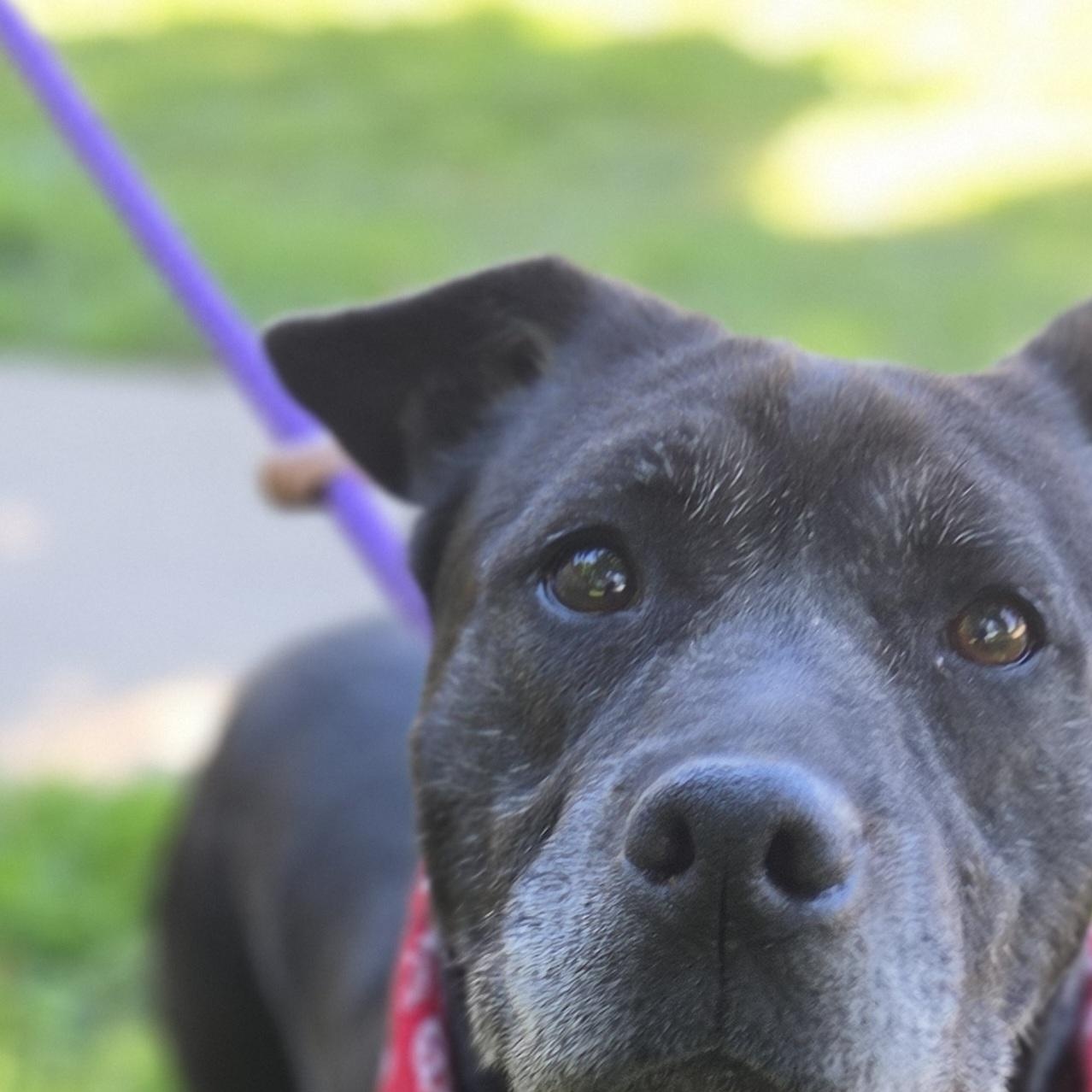 Enlarge Sparkles, a ADOPTABLE mixed breed in Medina, OH image 1/6