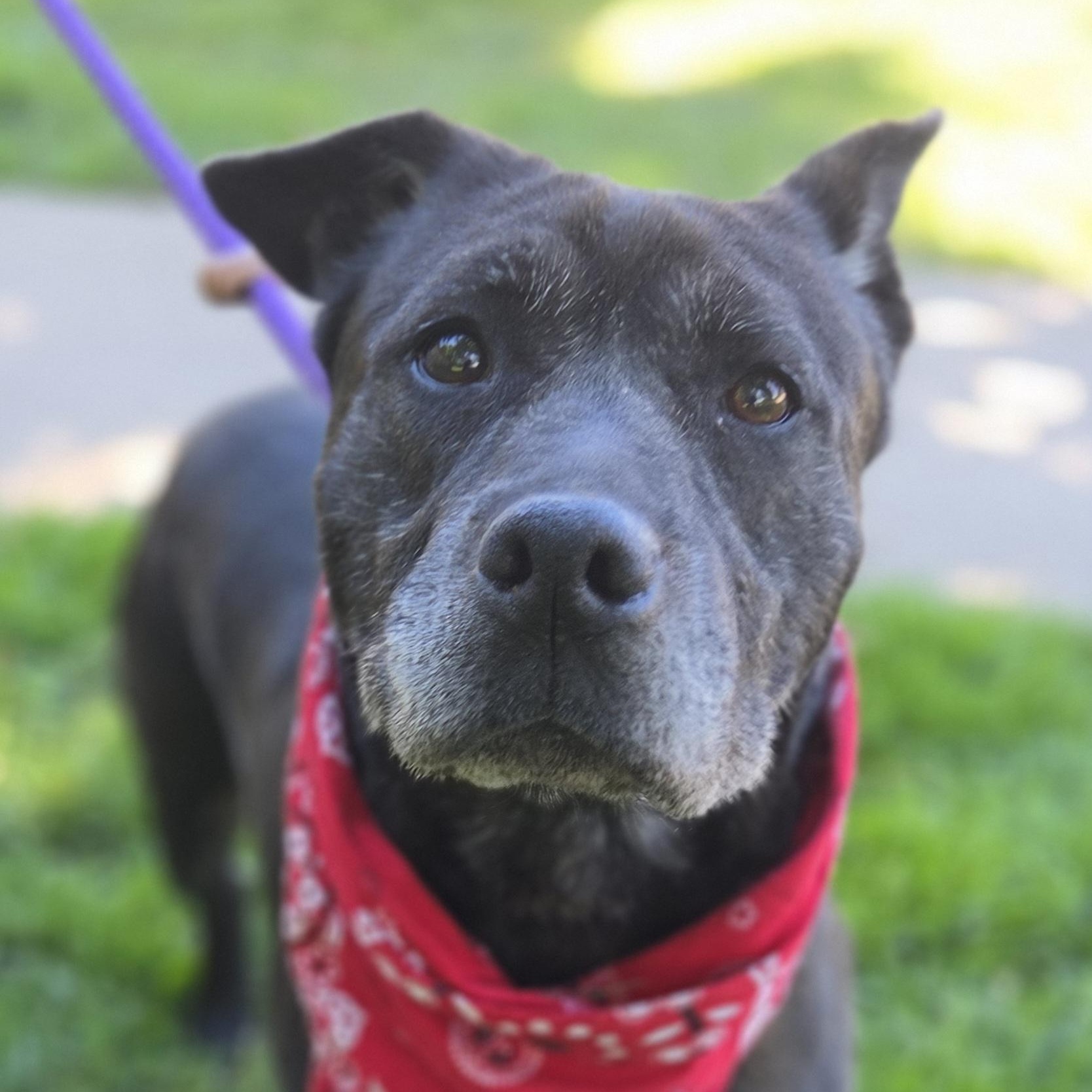 Sparkles, a ADOPTABLE mixed breed in Medina, OH image 1/6