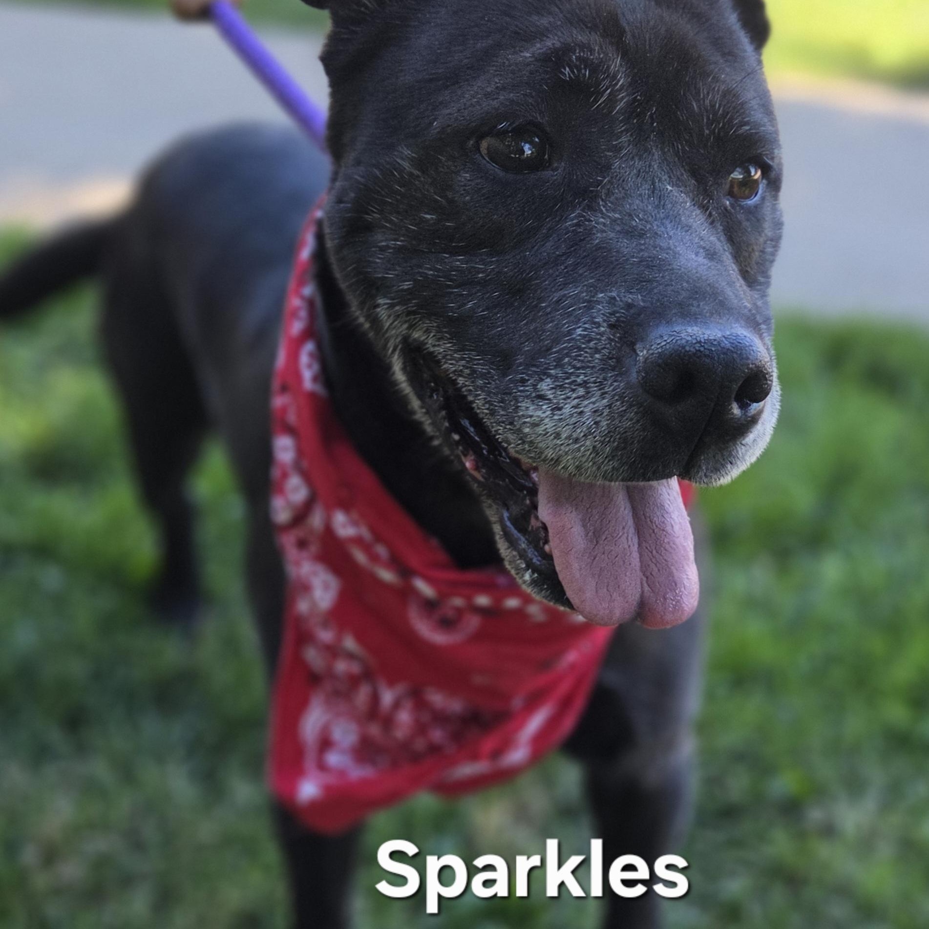 Enlarge Sparkles, a ADOPTABLE mixed breed in Medina, OH image 2/6
