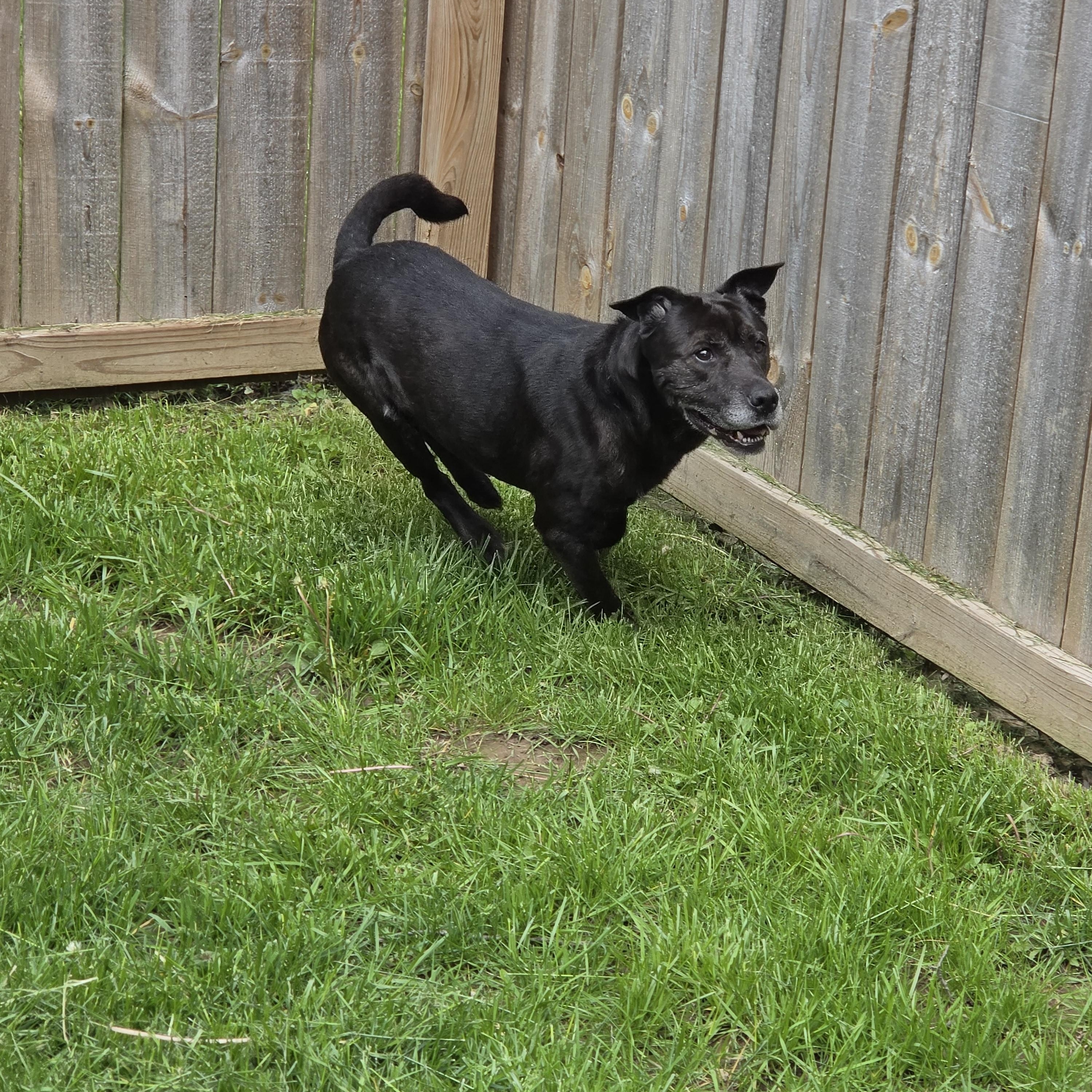 Sparkles, a ADOPTABLE mixed breed in Medina, OH image 4/6