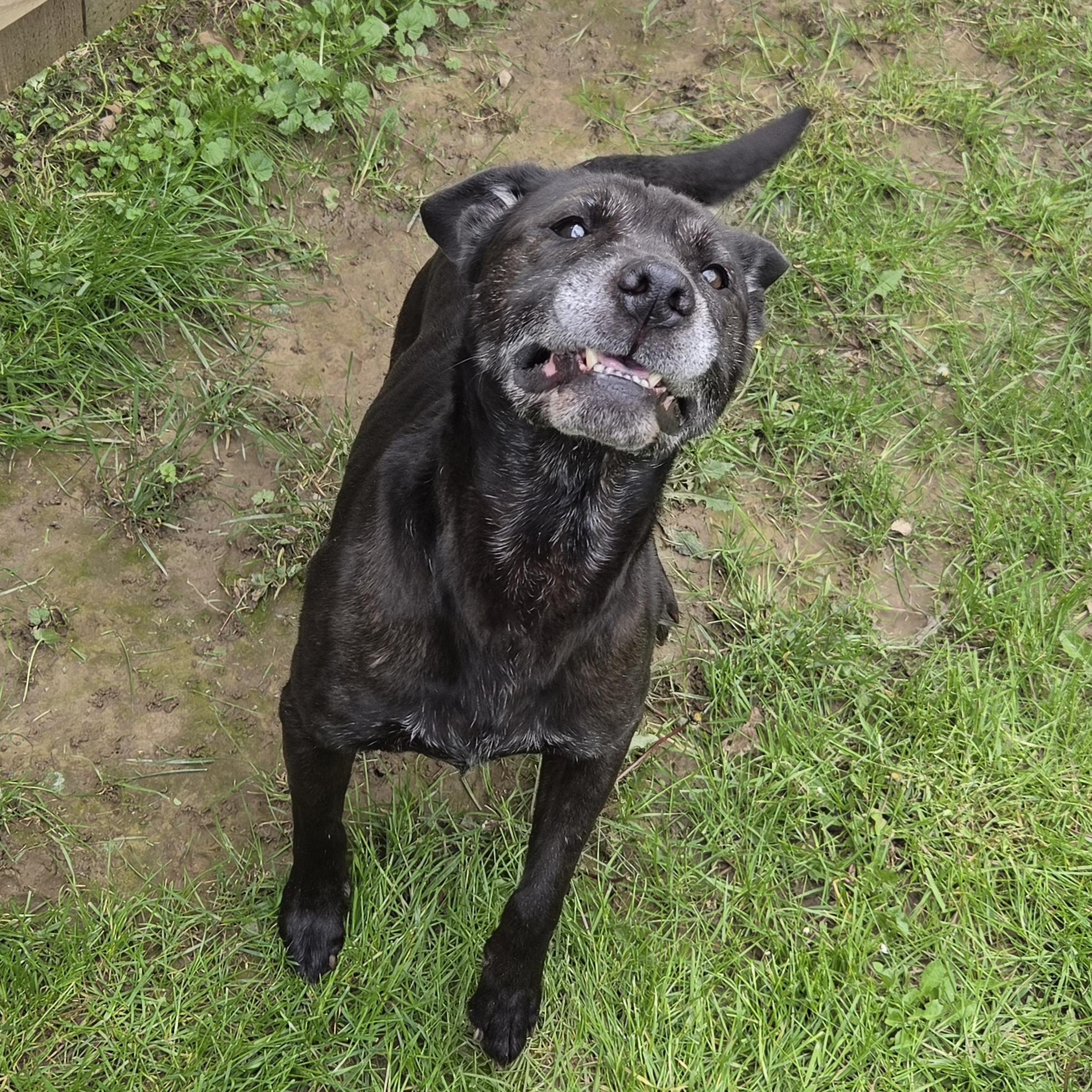 Sparkles, a ADOPTABLE mixed breed in Medina, OH image 2/6