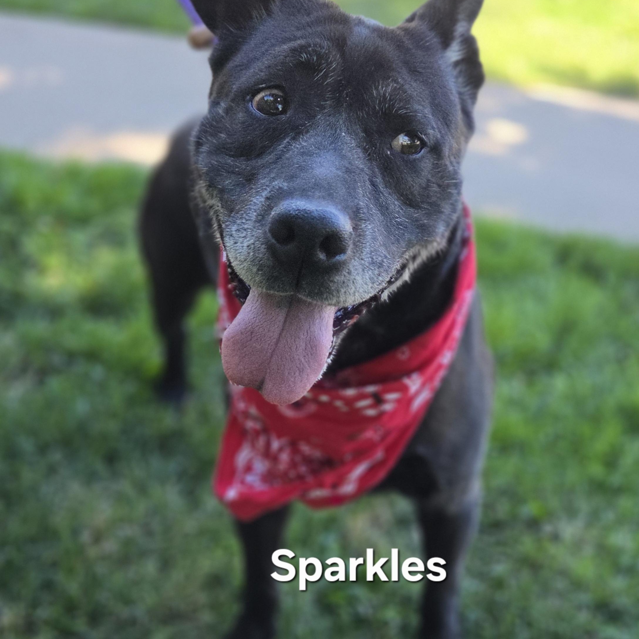 Enlarge Sparkles, a ADOPTABLE mixed breed in Medina, OH image 3/6