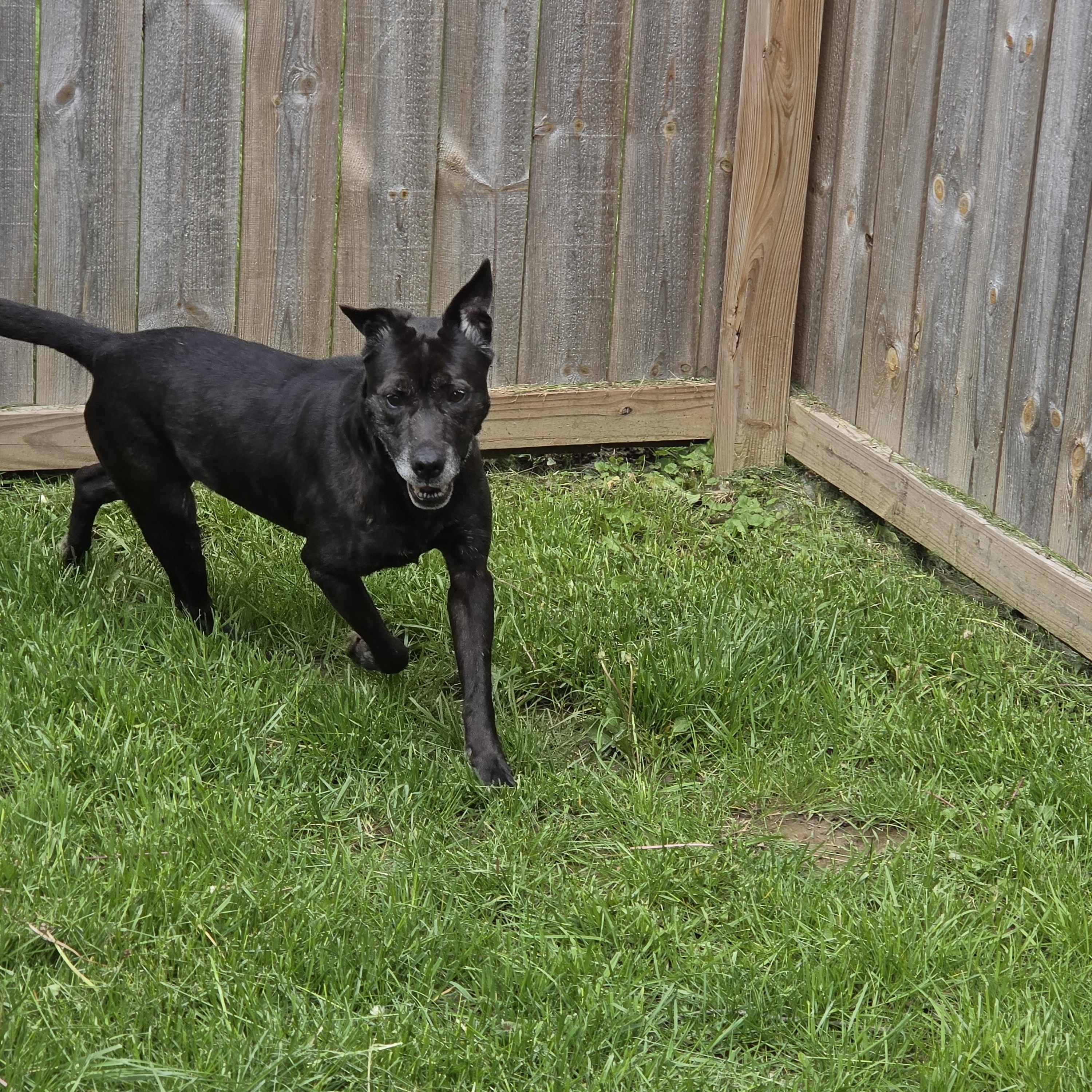 Sparkles, a ADOPTABLE mixed breed in Medina, OH image 5/6