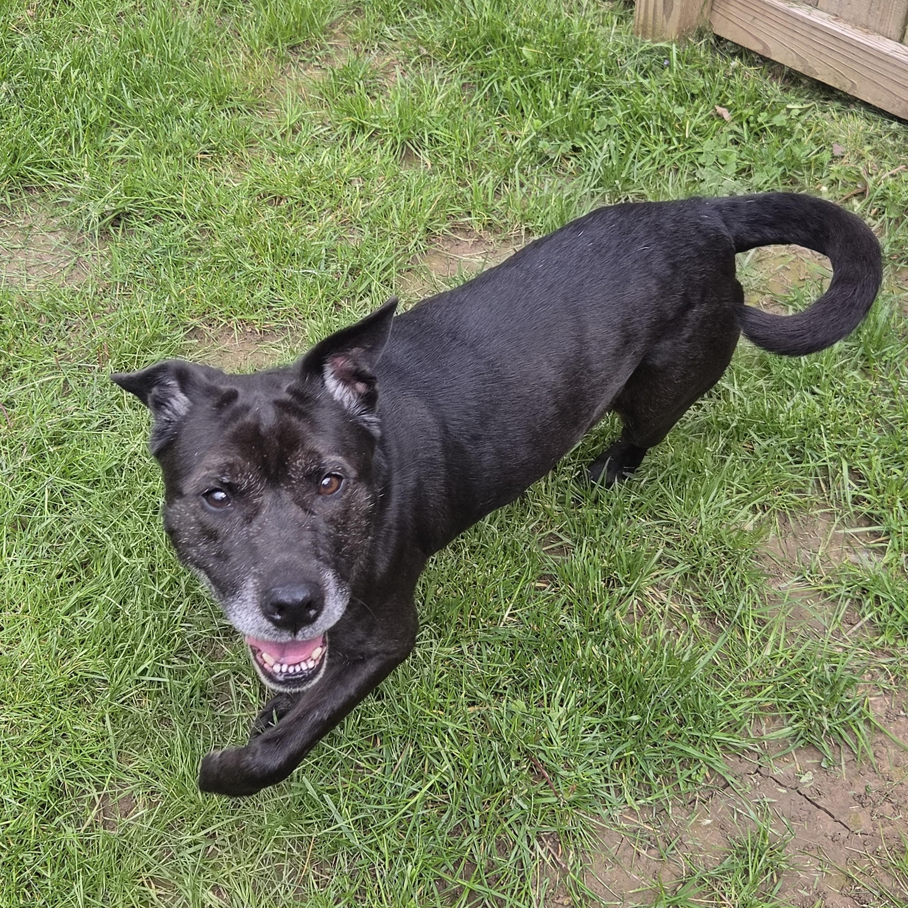 Sparkles, a ADOPTABLE mixed breed in Medina, OH image 3/6