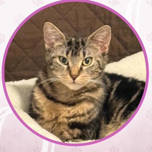 Olympia, Adoptable, Kitten Female Domestic Short Hair.